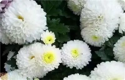 49b9a9d5a664098ccadeb3bd91332ca.jpg 49b9a9d5a664098ccadeb3bd91332ca.jpg