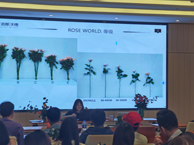 图片6.png 玫瑰飘香处,实践出真知  走进玫瑰花产区安宁诺斯沃德花卉产业有限公司的探索之旅    第 7 张