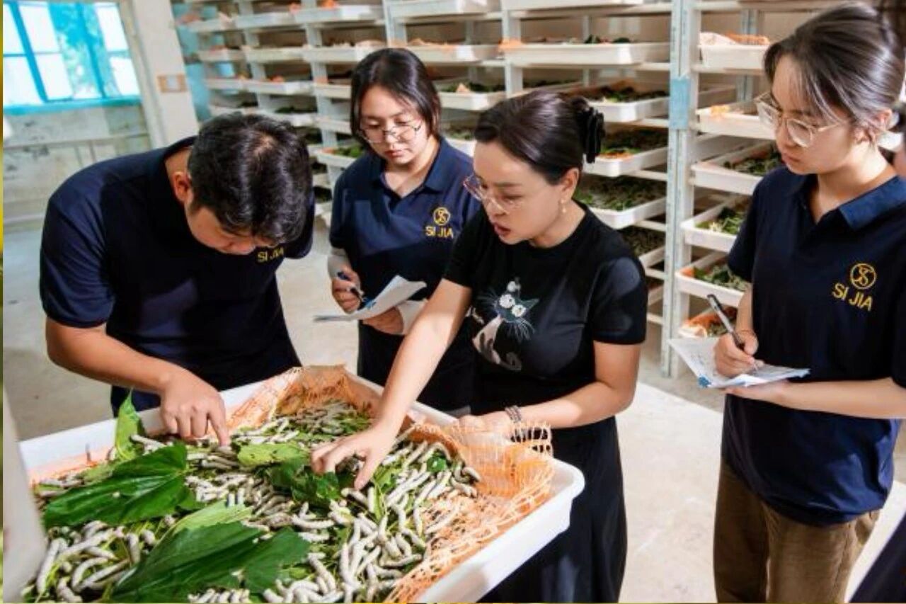 挑战杯省级一等奖双创团队奔赴云南省农科院蚕桑一线研学 第 2 张